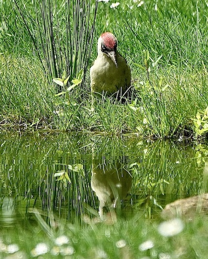 green woodpecker